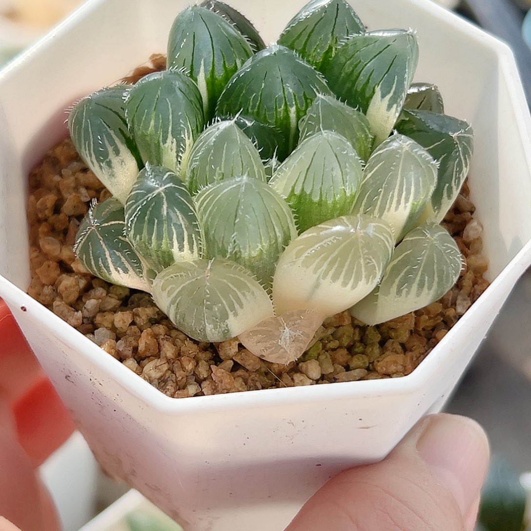 十二卷多肉玉露锦