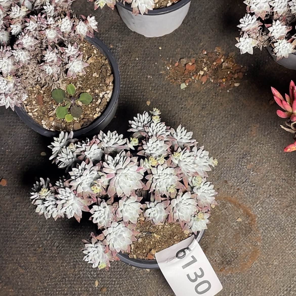 【闪购商品】白菊白菊