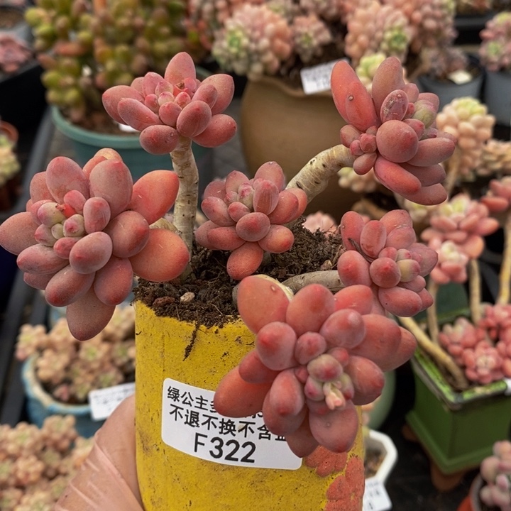 樱花奶老桩10cm322多肉植物