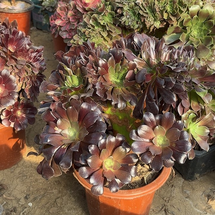 多肉植物欧紫缀16