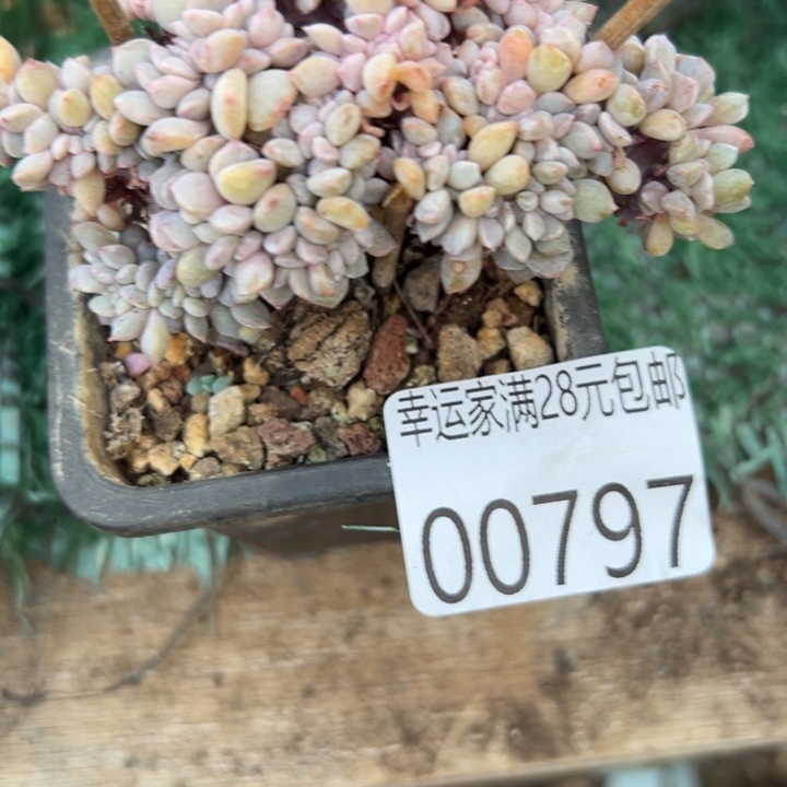 幸运的是我还没遇到幸运