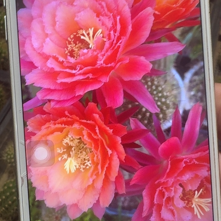 牛牛根冠服7公分毛花柱