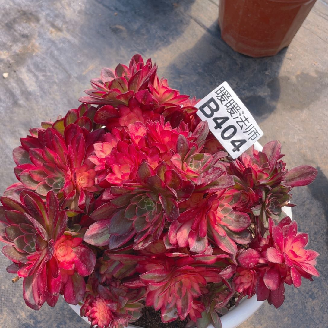 紫砂茶杯好*爱B404黑膜锦118福利里Gili