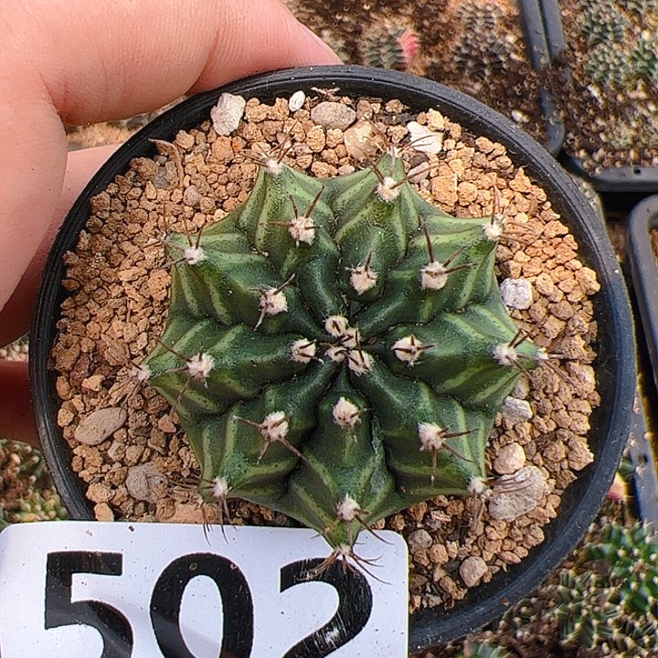 当前无花栽培后可以开花502