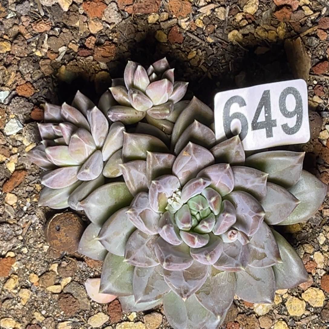多肉植物648幻影