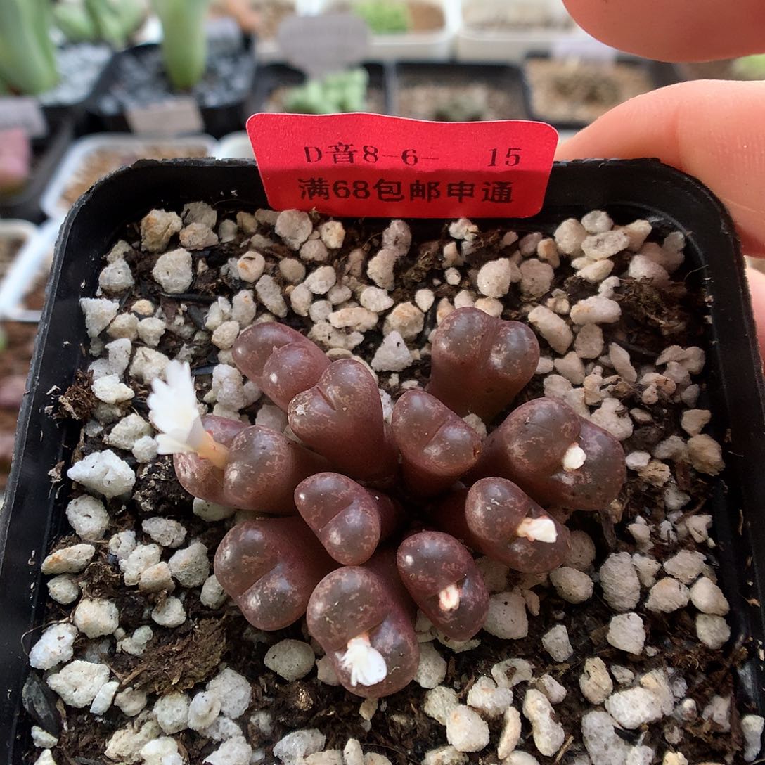 8-6-15 勋章一群 25