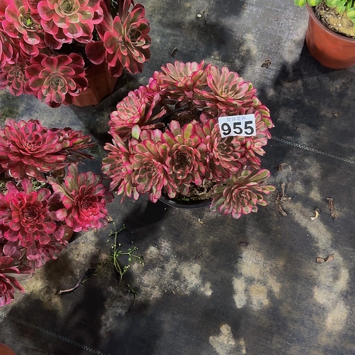 00000000000000955白月光