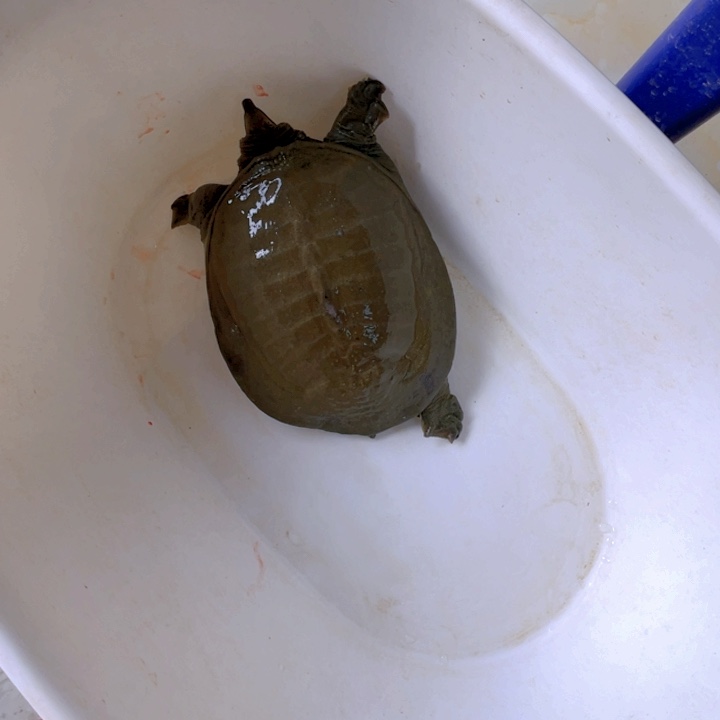 中国大陆开箱视频验货死了包陪