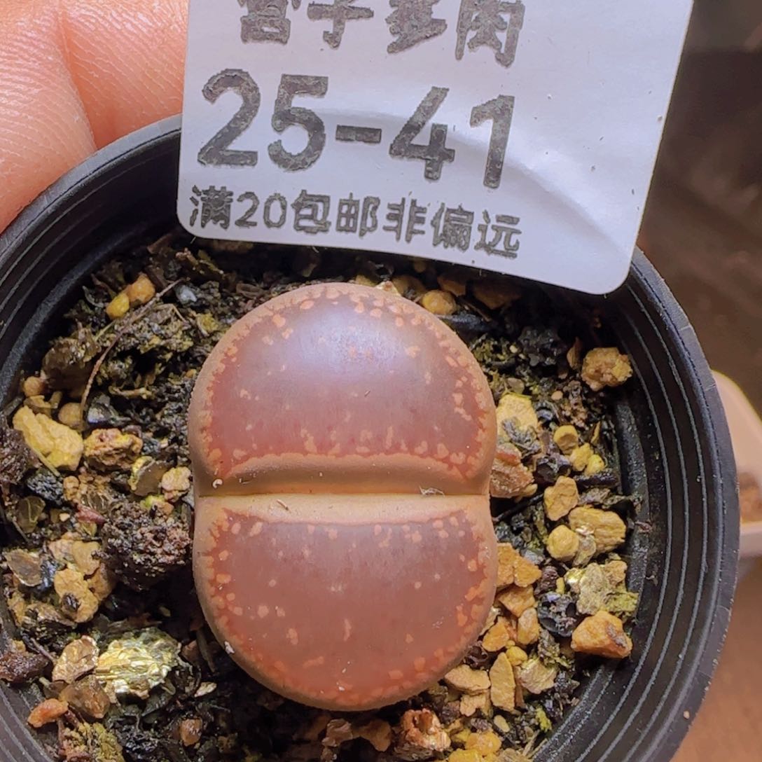 红日轮。                 