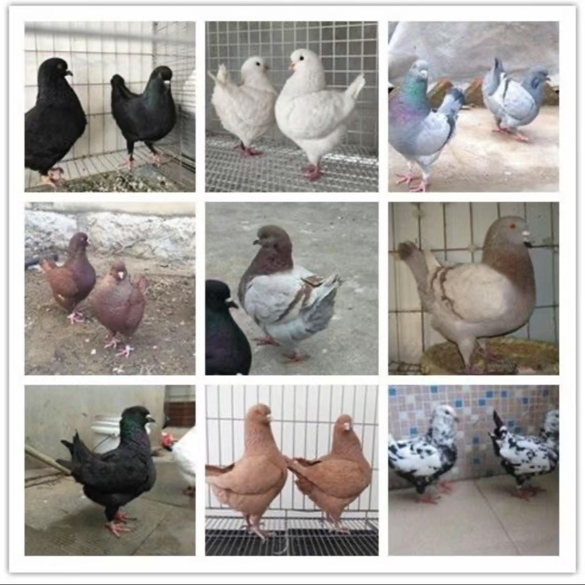生鲜活体鸽子直播专属链接