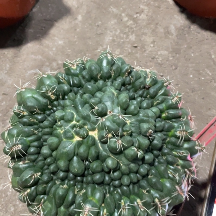 菲花玉缀化一物一拍234