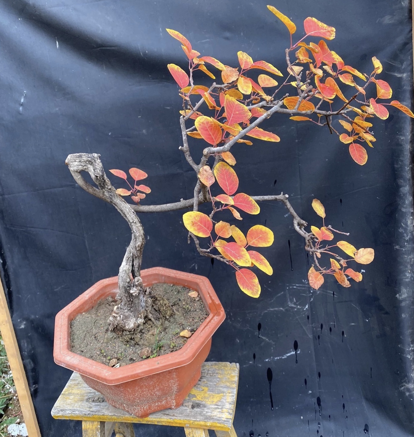 黄栌盆景素材！！！