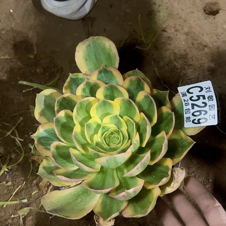 5269多肉植物法师法师