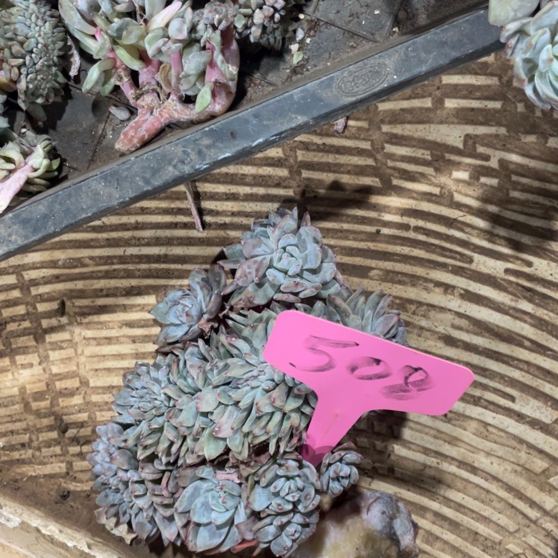 随***走星影缀星影缀508号