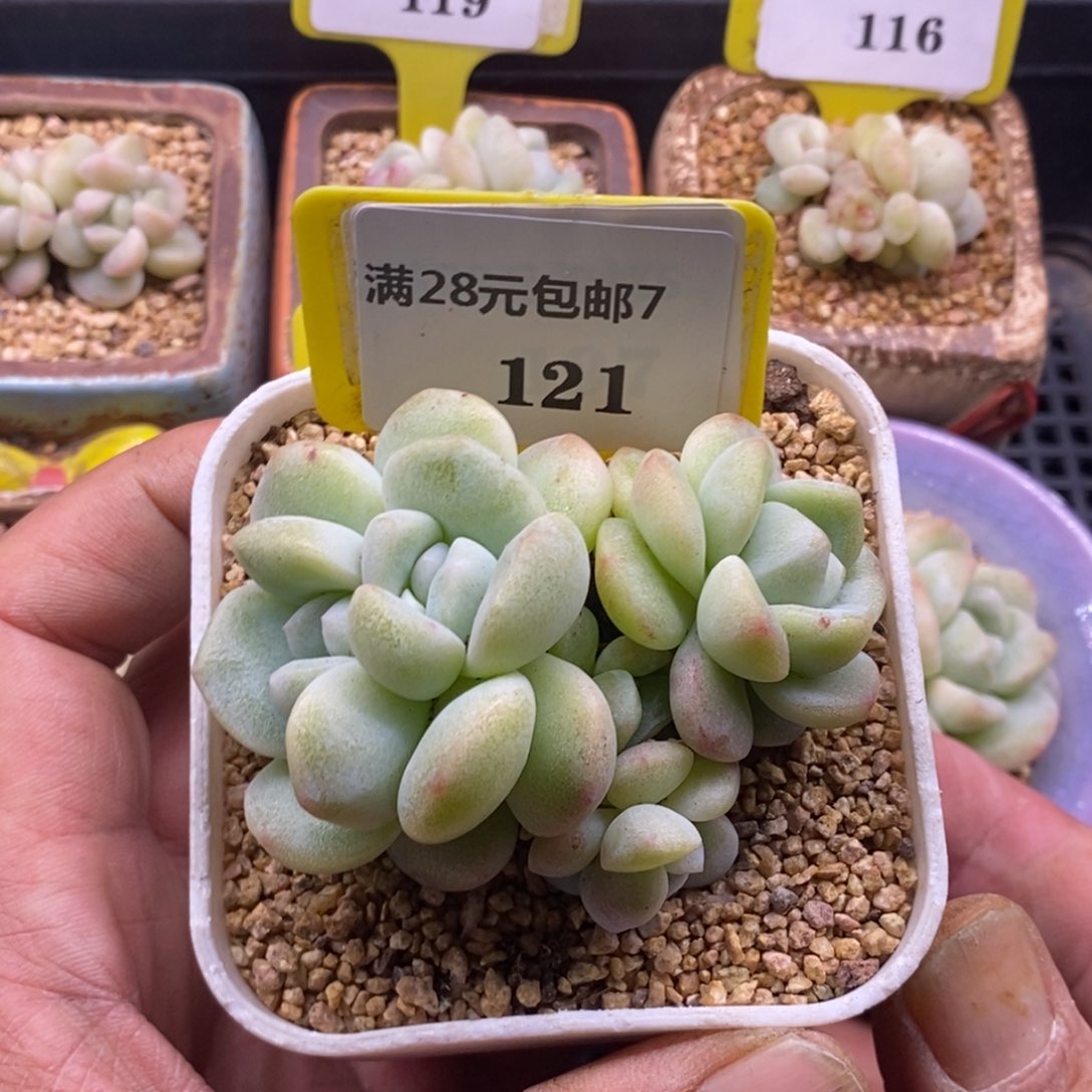7121冰玉石化5头群多肉植物