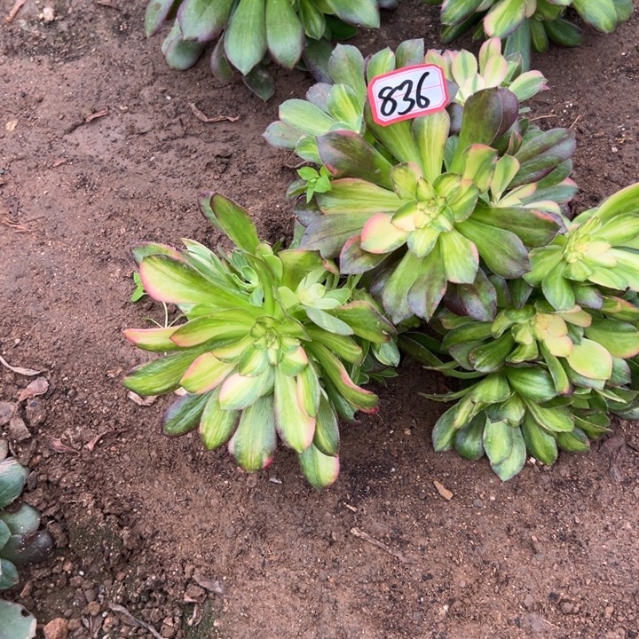 多肉植物836不售后