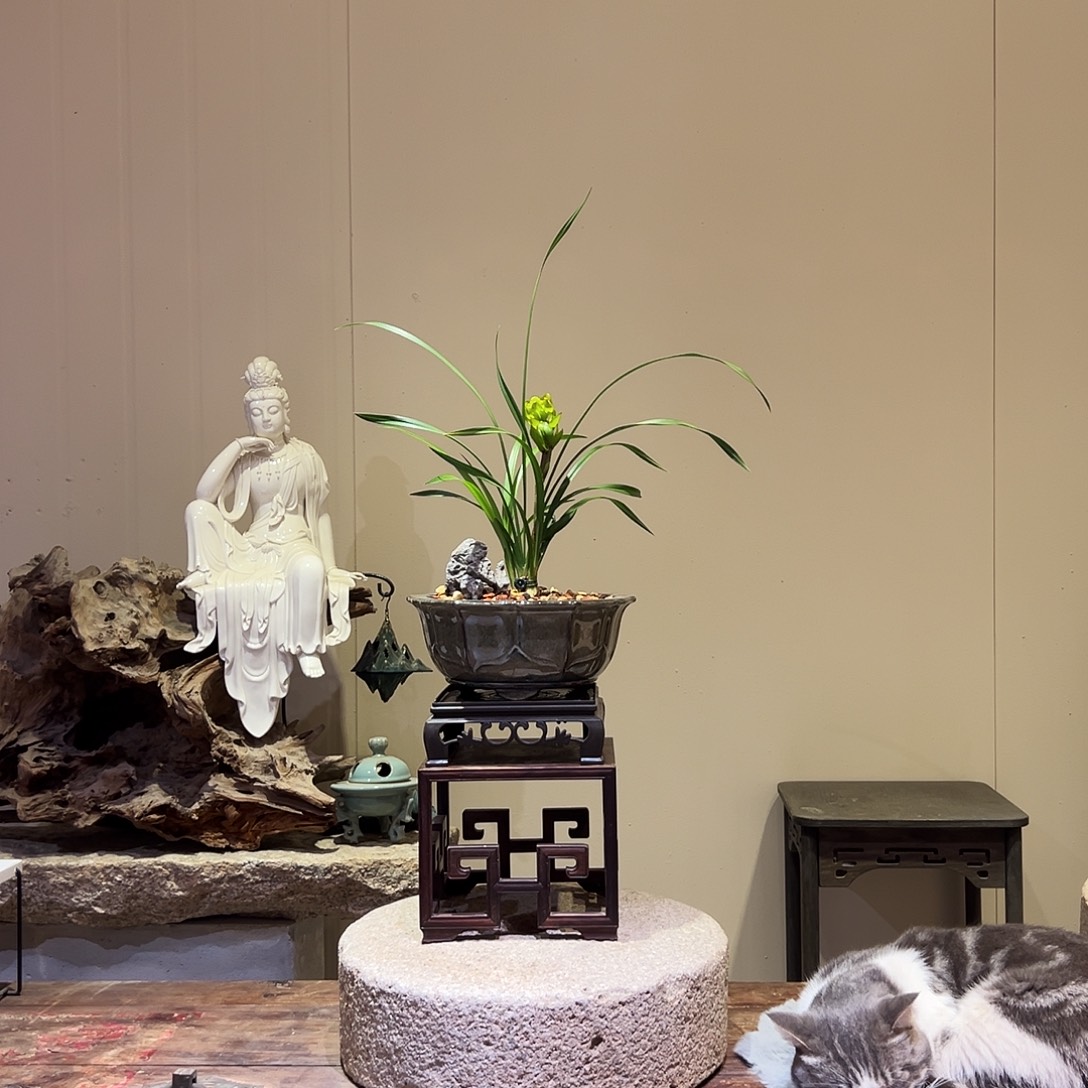 大部分花苞少量开放春剑奇花