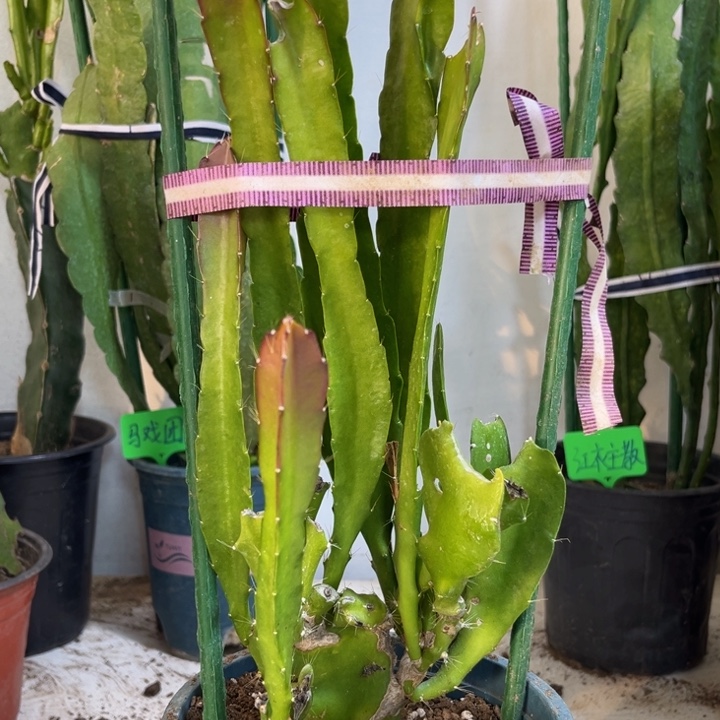 当前无花栽培后可以开花玫红变异