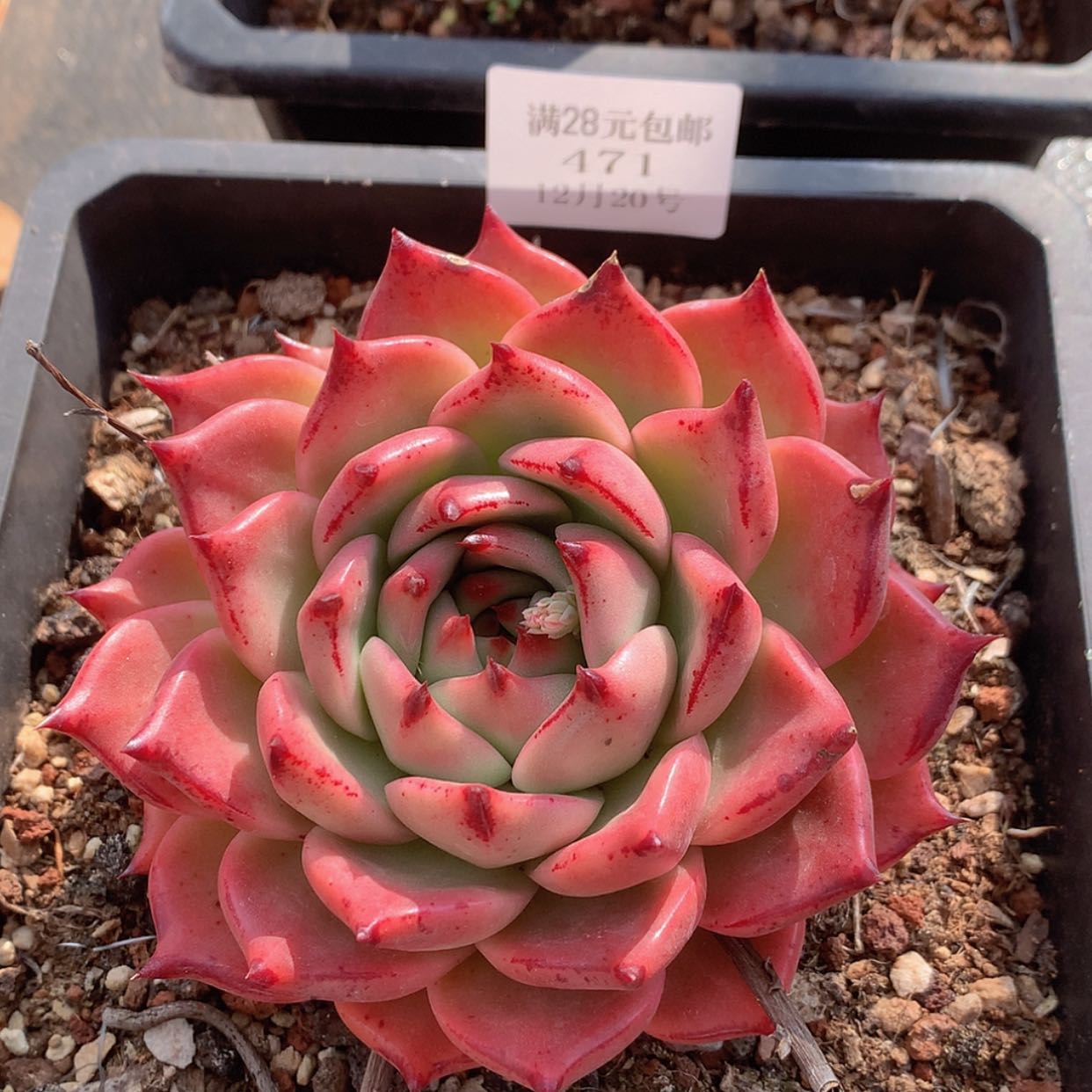 【闪购商品】云471号