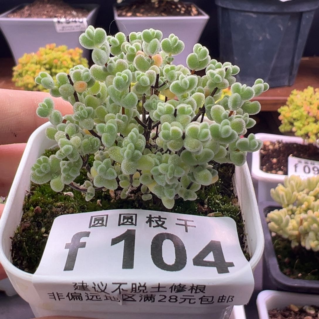 l**y104莱斯一物一拍