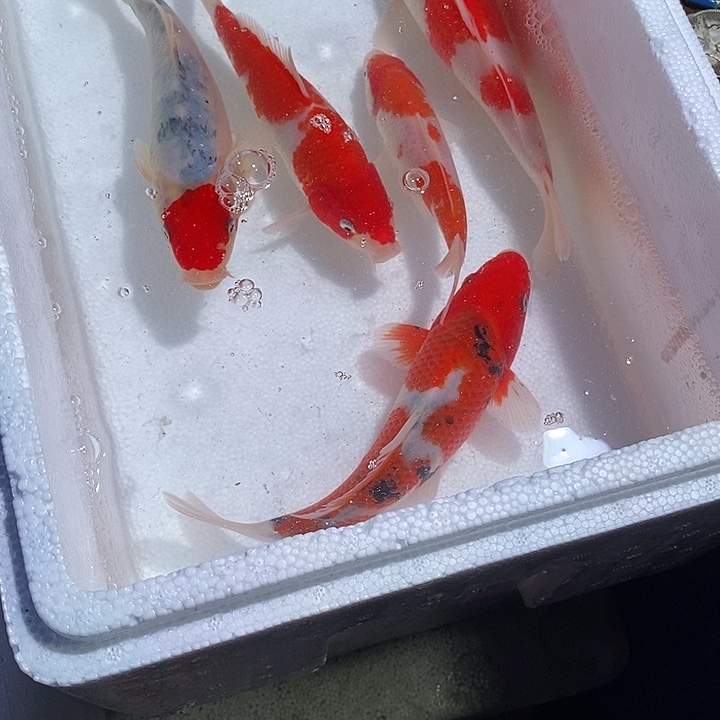 秋***脓锦鲤纯种血统锦鲤观赏鱼