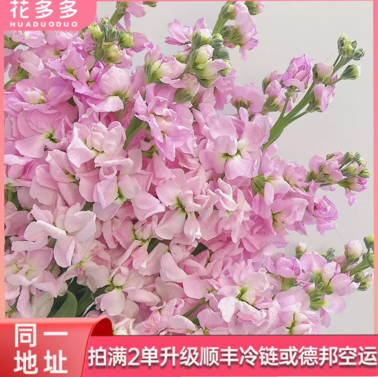 【粉色紫罗兰】10支  同一地址拍满2单升级顺丰冷链