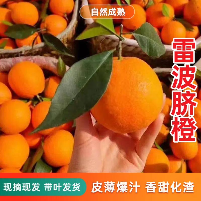 四川正宗雷波脐橙大凉山特产果园直发新鲜多汁应季水果便宜疤痕果