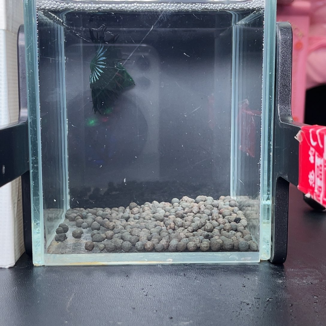 斗鱼27号97早绿毒