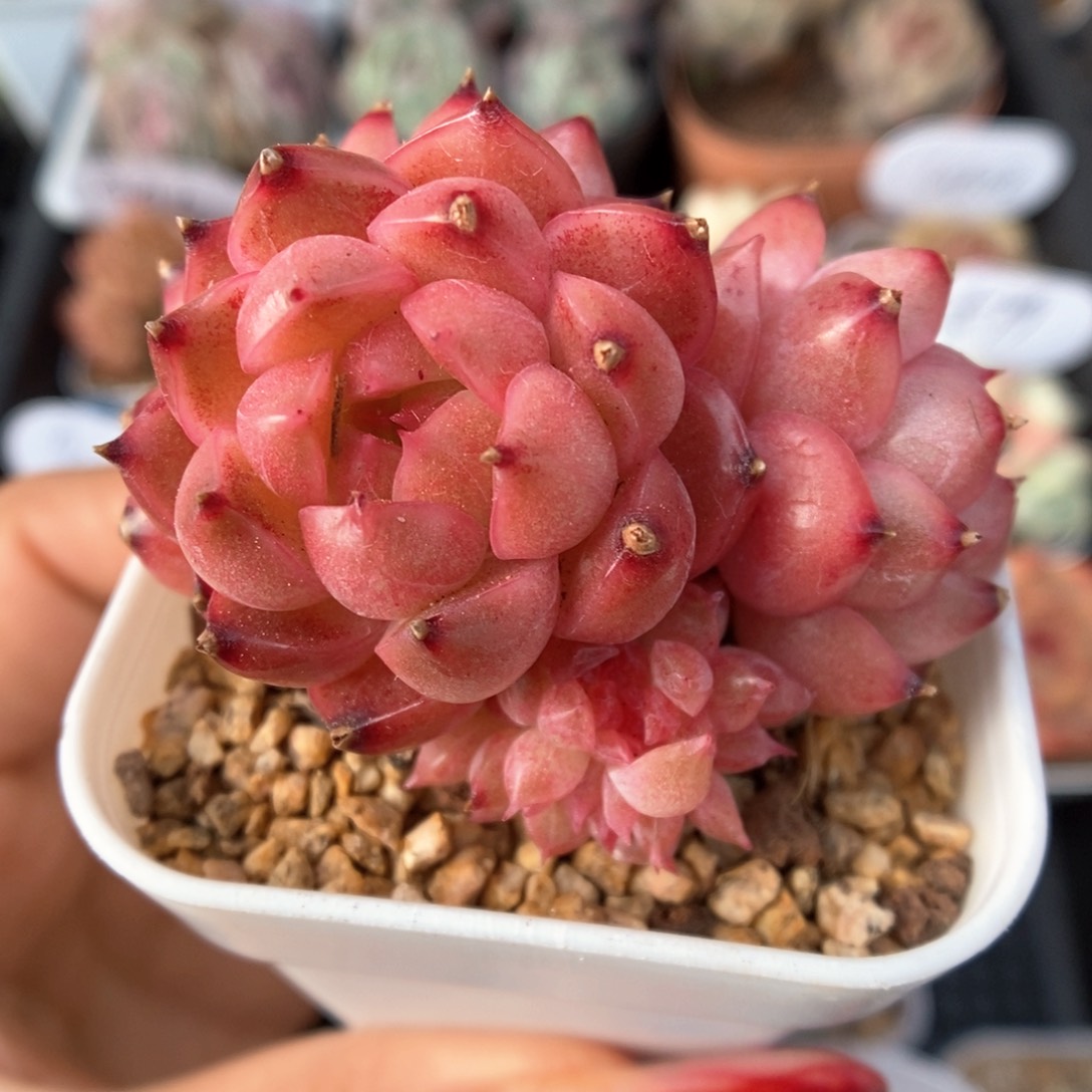 暗红油透珍妮群生580号