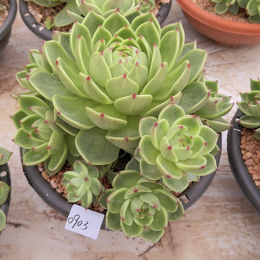 蛋***卷0903蓝龙多肉植物