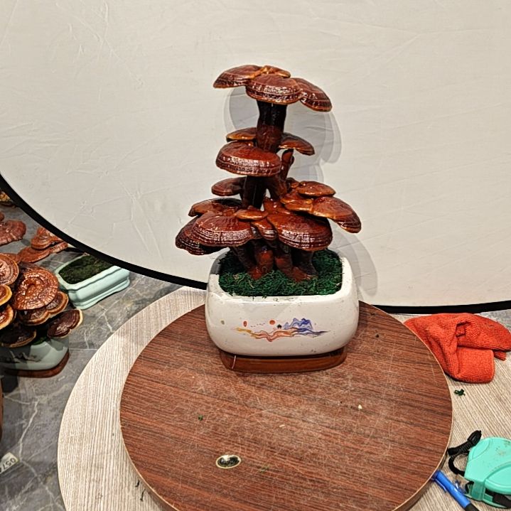 灵芝盆景高端大气上档次
