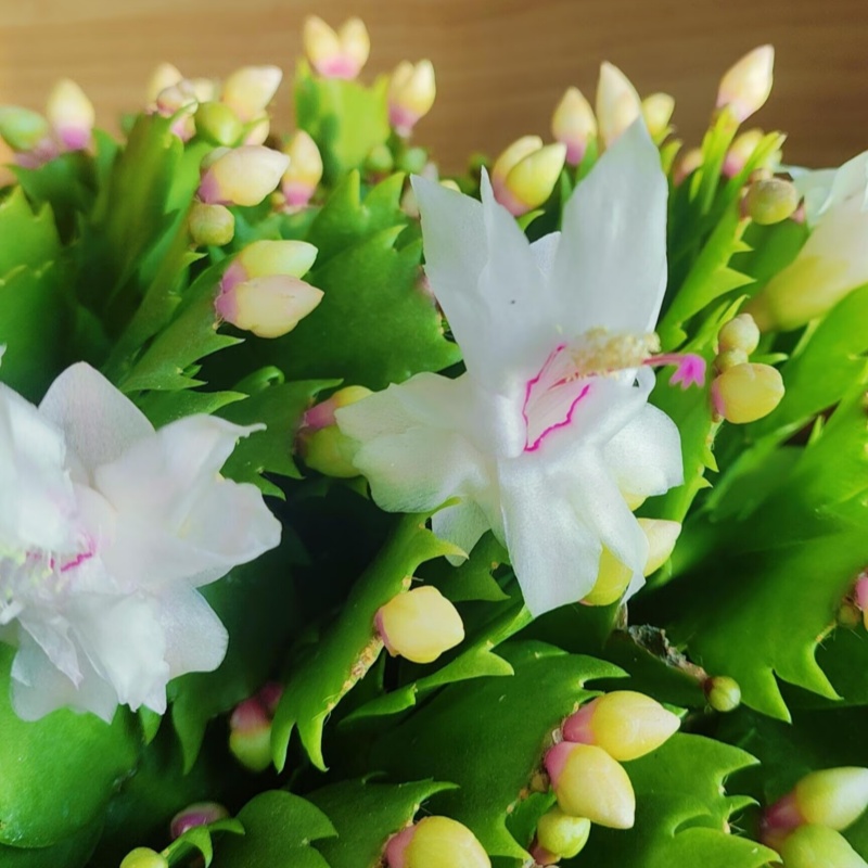 白色带花苞多色蟹爪兰花苗盆栽大苗好养耐活四季开花卉