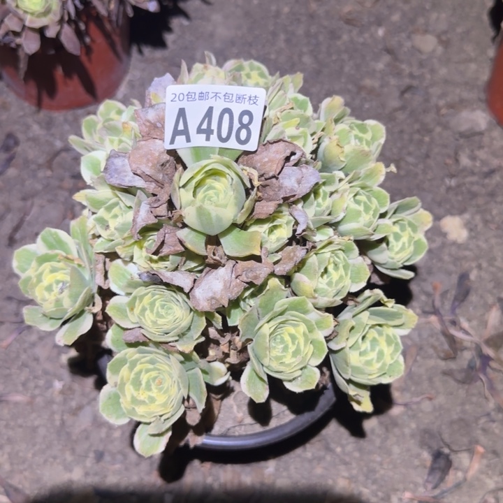 冷月……不包断枝……