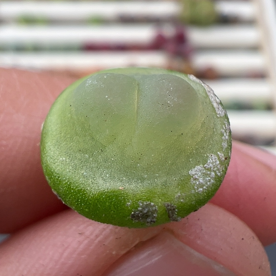 1.2好看的多肉脱土发货153