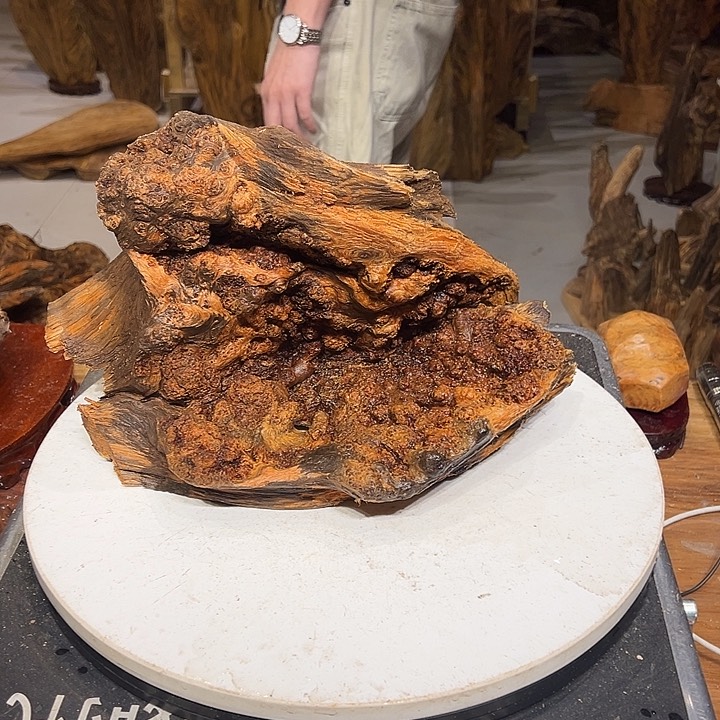 松木（琥珀木）柯*达