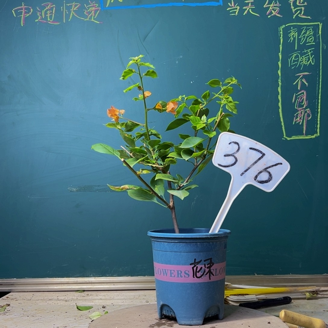 当前无花栽培后可以开花福利 热带花束 376