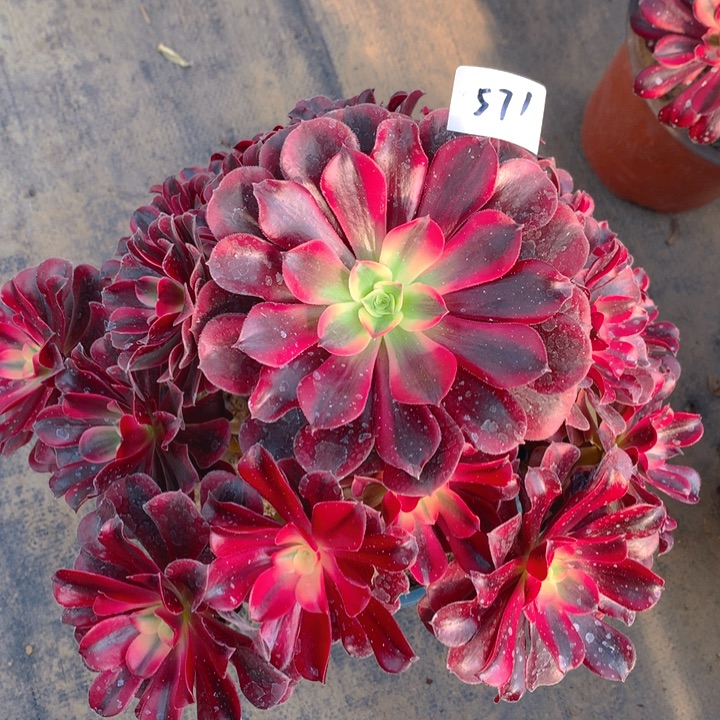 571美杜莎精品法师多肉