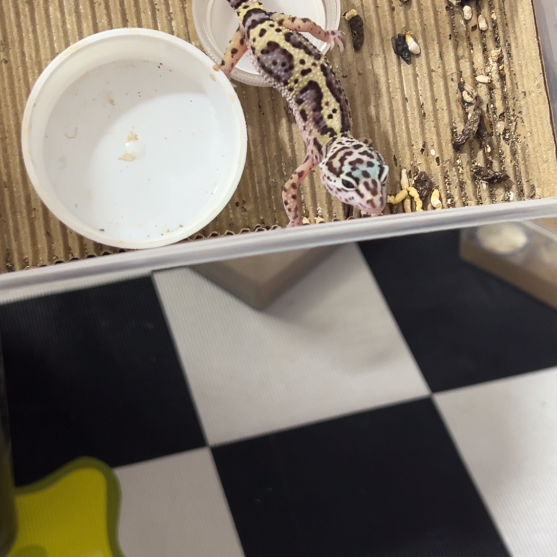 豹纹守宫豹纹领包入住加套餐
