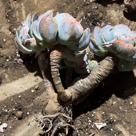 乄***夵云南发货白凤老桩00236号