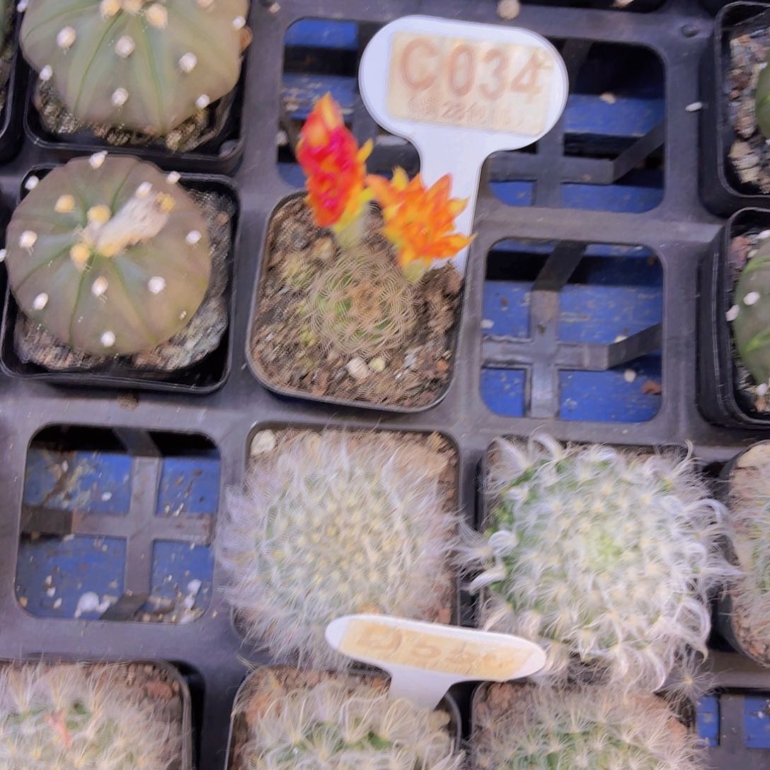 C034荷花一物一拍