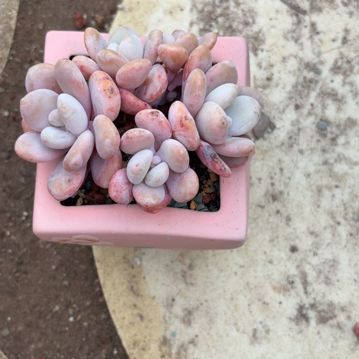 多肉植物粉兔粉兔