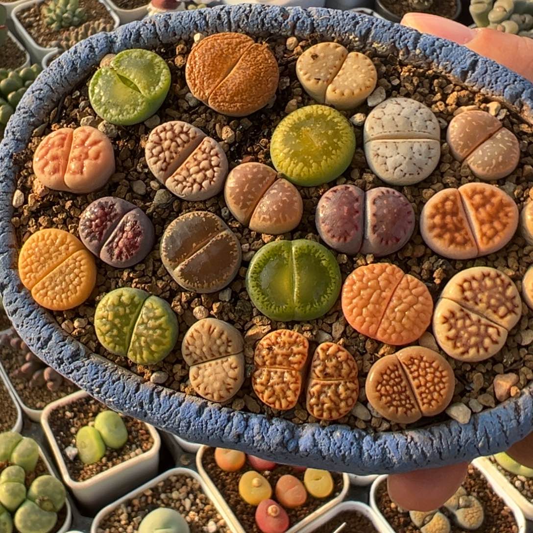 编号母本组合多肉植物百科