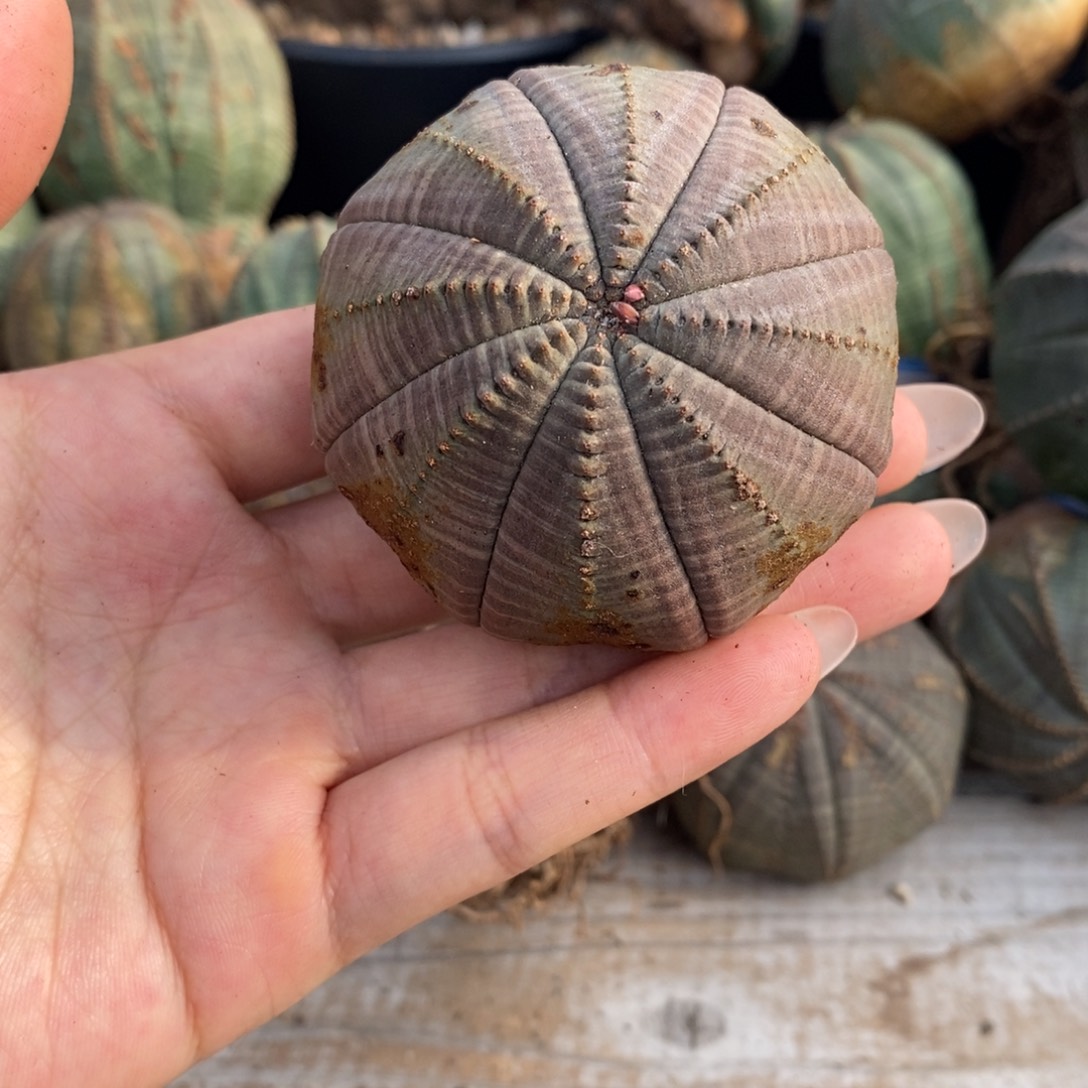 4欧系实生布纹球一物一拍