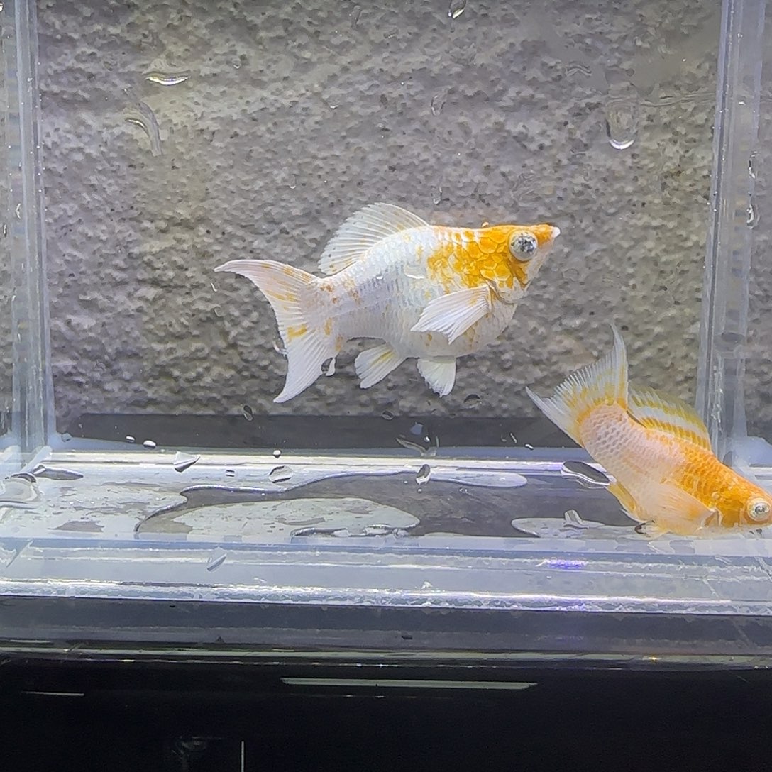 黑玛丽鱼樱花玛丽。67号