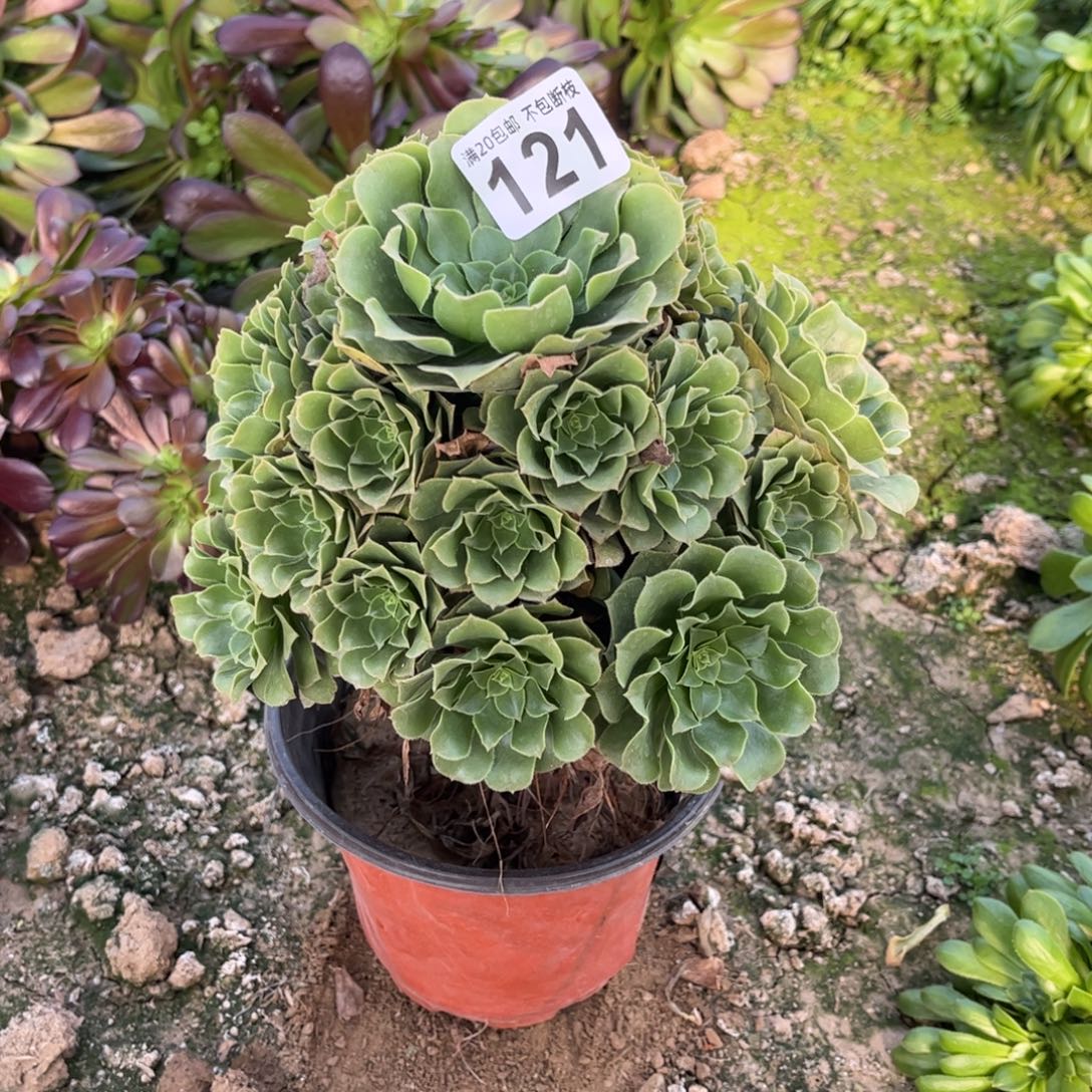 绿杨蓉121不包断枝