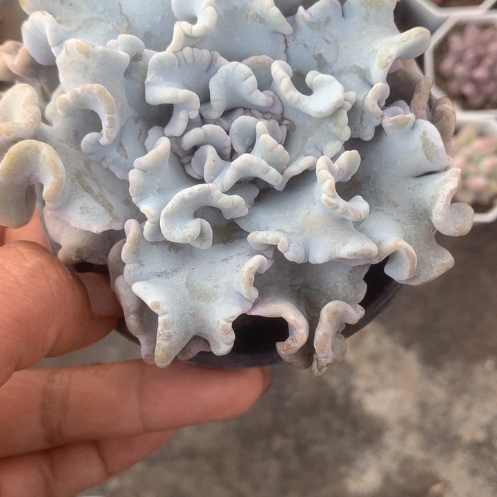 芭蕾舞者。大 （满9.99包邮不满9.99发空盆）