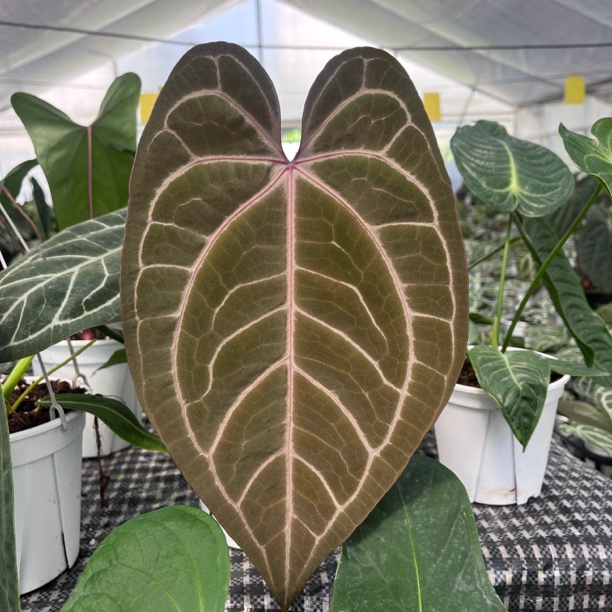 母本级粉柠檬杂紫水晶
