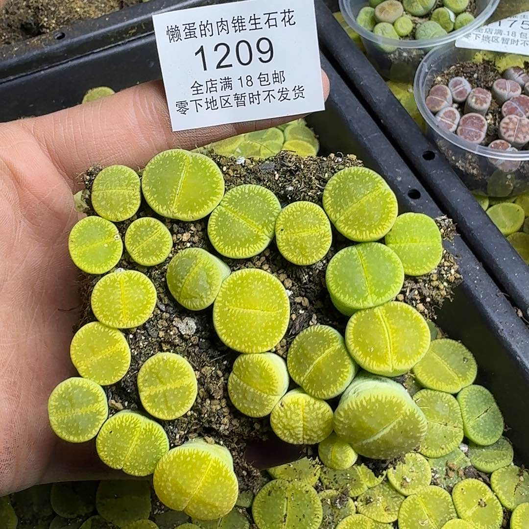 1209 哈哈哈哈哈哈哈