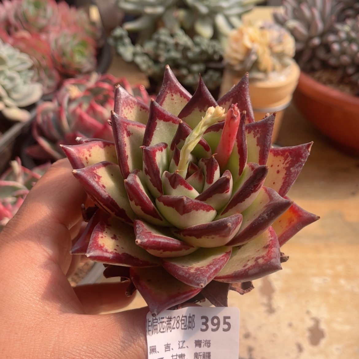 【闪购商品】395黑檀汁