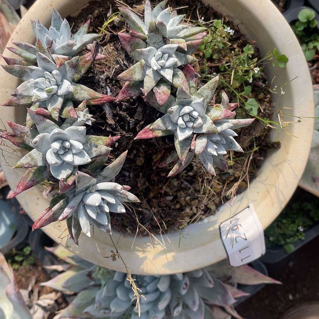 爱****子刘丹杂白菊多头112897